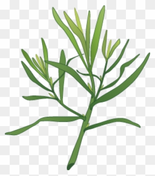 Garlic Clipart Herb Spice - Dill Plant Clipart - Png Download