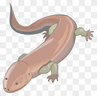 Chinese Giant Salamander Clipart - Png Download