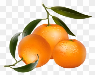 Clip Art Of Citrus Fruit - Free Clip Art Oranges - Png Download