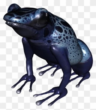 Clip Art Underside Of Png Blue - Poison Dart Frog Png Transparent Png