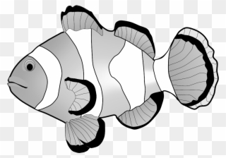 Clownfish Clipart - Clown Fish Clipart Png Transparent Png