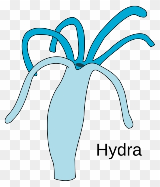 Hydra Svg - Easy Diagram Of Hydra Clipart