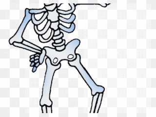 Bones Clipart Bone Health - Skeletal System Support - Png Download