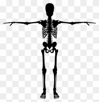 Human Figure Images 1, Buy Clip Art - Skeleton Silhouette Png Transparent Png