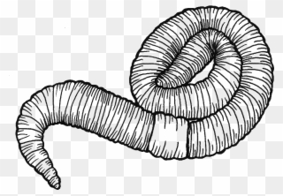 Image Royalty Free Stock At Getdrawings Com Free For - Earthworm Clipart