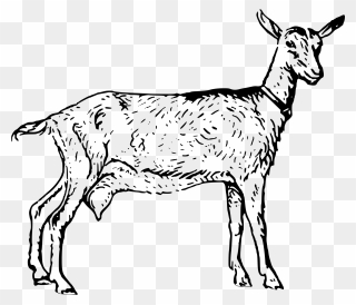 Goat Png 13, Buy Clip Art - Nigerian Dwarf Goat Black And White Drawing Transparent Png