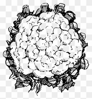 Cauliflower - Line Drawing Of Cauliflower Clipart