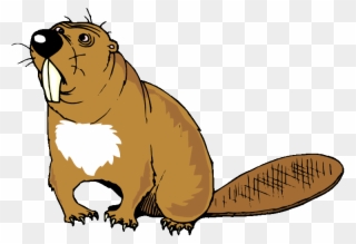 Beavers With Big Teeth Clipart
