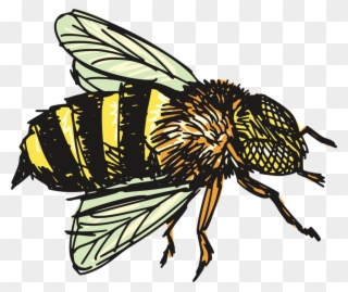 Insect Clip Art Transprent - Bee Drawing Png Transparent Png