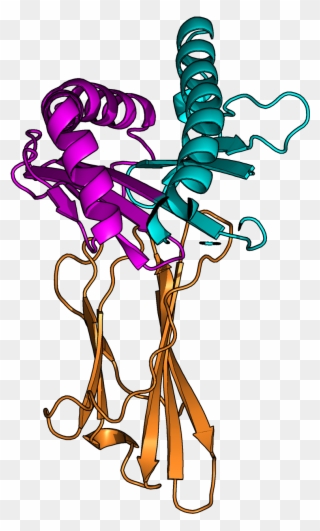 Human Leukocyte Antigens Are Important Components Of - Hierarchy Clipart