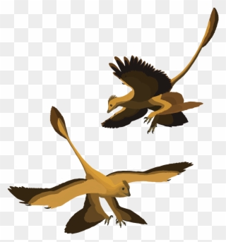 Pteranodon Clipart Microraptor - Microraptor Poses - Png Download