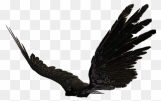 Dark Angel Clipart Pegasus Wing - Transparent Black Angel Wings - Png Download