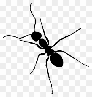 Clipart Silhouette Free Ant - Ant Black And White Clipart - Png Download