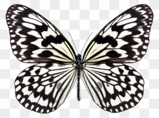 Simple Butterfly Black And White 1, Buy Clip Art - Butterfly White Black Background - Png Download