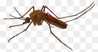 Cockroach Png 18, Buy Clip Art - Mosquito Clipart Transparent Png