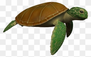 Animated Sea Turtle Wallpaper Iphone Wallpapersafari - Sea Turtle Moving Animation Clipart