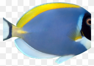 Marine Fish Clipart Pet Fish - Powder Blue Tang - Png Download