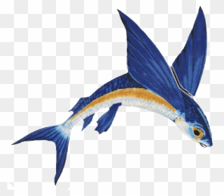 Flying Fish Clipart