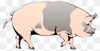 Spotted - - Spotted Pig Clipart - Png Download