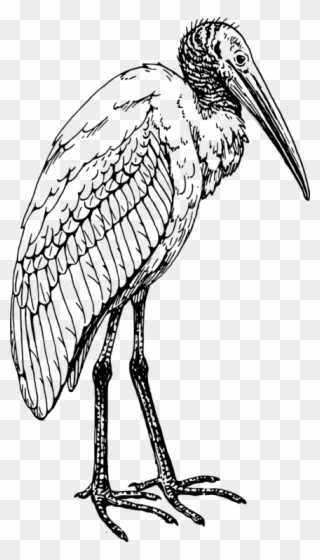 Glossy Ibis Bird Coloring Book American White Ibis - Wood Stork Line Drawing Clipart