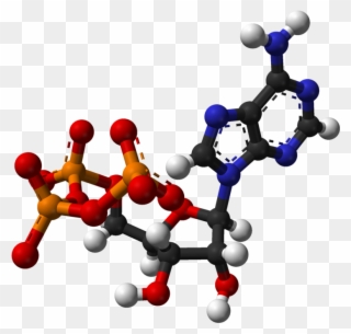 Ադենոզինեռֆոսֆատ - Adenosine Triphosphate 3d Structure Clipart