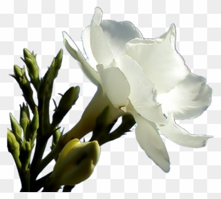 Related Wallpapers - Oleander Flower Png Clipart