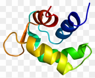 Calmodulin Like Proteins Clipart