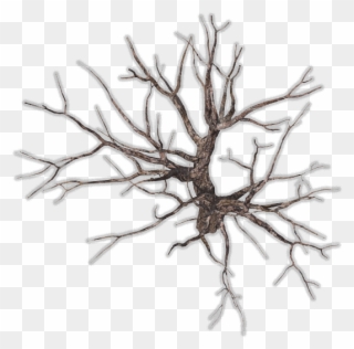 18 249k Tree Bare Large2 06 Feb 2009 - Winter Trees Top View Png Clipart