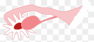 Ovary - Ovary Png Clipart