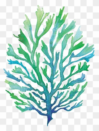 Vector Free Library Group Buy Online - Painting Seaweed Watercolor Clipart