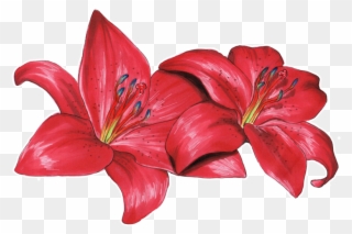 Png Royalty Free Download Flower Philadelphicum Olsikowa - Wood Lily Clipart