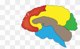 Brain Regions - Brain Clipart