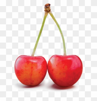 They Grow Very Large And Have A Firm, Juicy, White - Tip Top Cherries Clipart