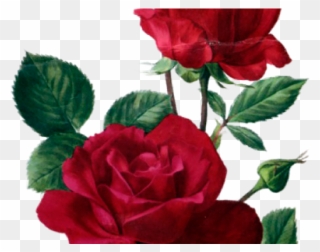 Red Rose Clipart Rose Painting - Rose Anne Marie Trechslin - Png Download