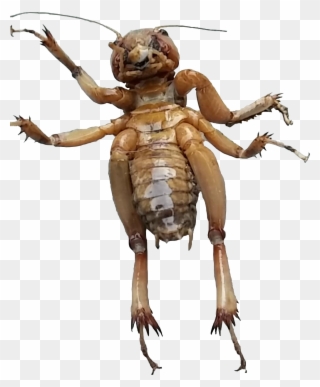 Transparent Bugs Dead - Dead Bug Png Clipart