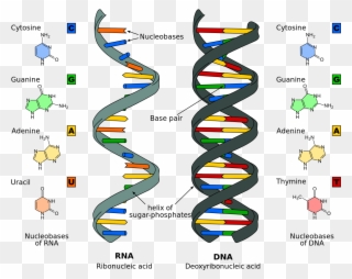 Rna Is A Singe Strand While Dna Is Double-stranded - Nucleic Acids Clipart