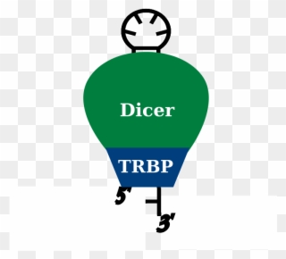 Pre-mirna And Dicer With Trbp Cofactor In Homo Sapiens - Database Clipart
