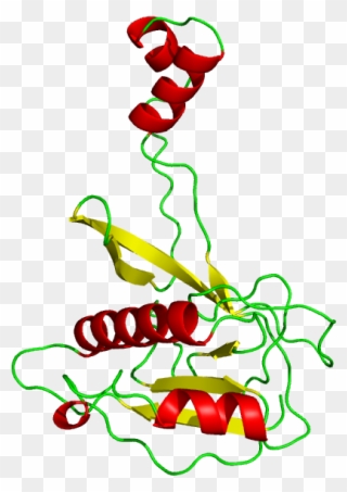 In The Binding Structure Of Csy4 Rna Complex, The Rna - Illustration Clipart