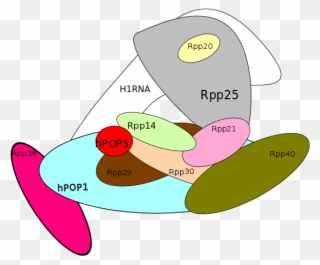 Protein Components - - Human Rnase P Structure Clipart
