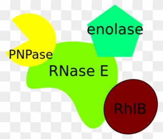 Degradosome From Escherichia Coli - Rna Degradosome Clipart