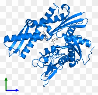 <div Class='caption-body'>pdb Entry 3iuc Contains 1 - Hsp70 Clipart