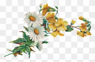 Fresh And Gentle Hand Painted Chrysanthemum Decorative - Chrysanthemum Clipart