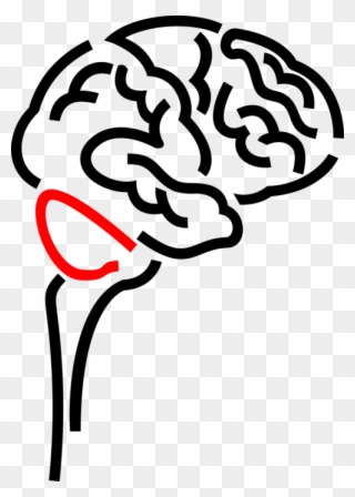 Vector Illustration Of Human Brain Organ Serves As - Illustration Clipart