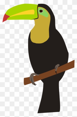 Cartoon Toucan Pictures 8, Buy Clip Art - Drawing - Png Download