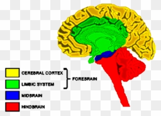 Image Of Forebrain - Limbic System Clipart
