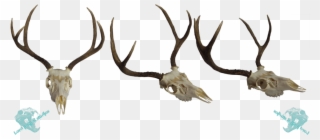 Whitetail Deer Skull Clip Art Download - White-tailed Deer - Png Download