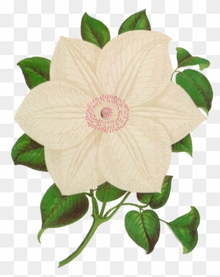 The Second Digital Flower Clip Art Is Of The White - White Moss Flower Png Transparent Png