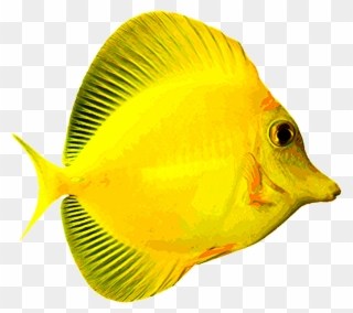 5f5b13 - Yellow Tang No Background Clipart