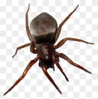 Bug Png Image - House Spiders In Ontario Clipart