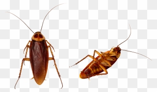 Clip Art Centipedes Images Gallery - Cockroach Png Transparent Background